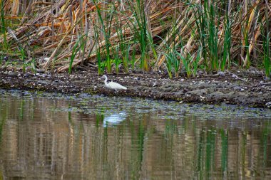 Tuna Deltası, Dobrogea 'da bulunan ve Romanya' da ulusal bir biyosfer rezervi olarak sınıflandırılan akışkan yatakları üzerine kurulmuş ıslak bir bölgesel yardım türüdür..