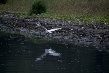 Tuna Deltası, Dobrogea 'da bulunan ve Romanya' da ulusal bir biyosfer rezervi olarak sınıflandırılan akışkan yatakları üzerine kurulmuş ıslak bir bölgesel yardım türüdür..