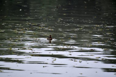 Tuna Deltası, Dobrogea 'da bulunan ve Romanya' da ulusal bir biyosfer rezervi olarak sınıflandırılan akışkan yatakları üzerine kurulmuş ıslak bir bölgesel yardım türüdür..