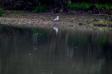 Tuna Deltası, Dobrogea 'da bulunan ve Romanya' da ulusal bir biyosfer rezervi olarak sınıflandırılan akışkan yatakları üzerine kurulmuş ıslak bir bölgesel yardım türüdür..