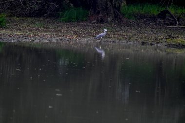 Tuna Deltası, Dobrogea 'da bulunan ve Romanya' da ulusal bir biyosfer rezervi olarak sınıflandırılan akışkan yatakları üzerine kurulmuş ıslak bir bölgesel yardım türüdür..