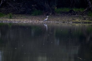 Tuna Deltası, Dobrogea 'da bulunan ve Romanya' da ulusal bir biyosfer rezervi olarak sınıflandırılan akışkan yatakları üzerine kurulmuş ıslak bir bölgesel yardım türüdür..