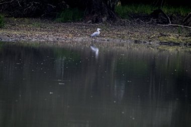 Tuna Deltası, Dobrogea 'da bulunan ve Romanya' da ulusal bir biyosfer rezervi olarak sınıflandırılan akışkan yatakları üzerine kurulmuş ıslak bir bölgesel yardım türüdür..