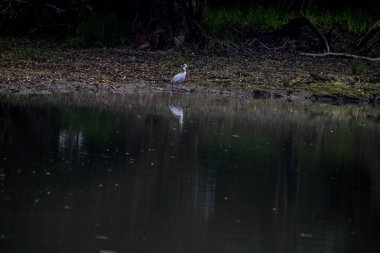Tuna Deltası, Dobrogea 'da bulunan ve Romanya' da ulusal bir biyosfer rezervi olarak sınıflandırılan akışkan yatakları üzerine kurulmuş ıslak bir bölgesel yardım türüdür..