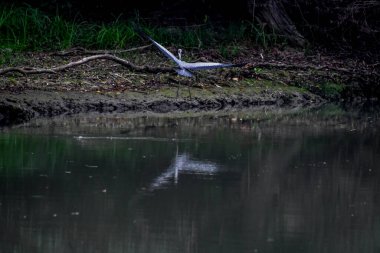 Tuna Deltası, Dobrogea 'da bulunan ve Romanya' da ulusal bir biyosfer rezervi olarak sınıflandırılan akışkan yatakları üzerine kurulmuş ıslak bir bölgesel yardım türüdür..
