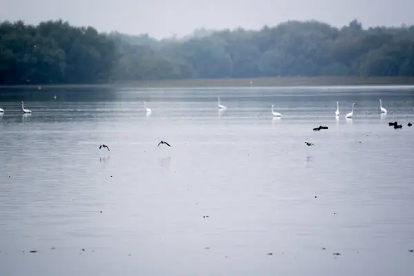 Donau Deltat Våt Slätt Regional Typ För Avlastning Flytande Avlagringar — Stockfoto