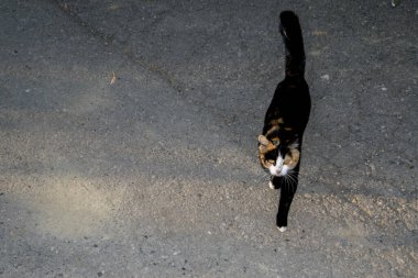Dumbrava Manastırı 'nın benekli kedisi Ortodoks Hıristiyan cennetinin bir köşesi olan Kutsal Şehit Dimitrie Myrrrh Springer' a ithaf edilmiştir.