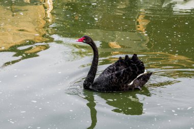Beyaz kuğular veya siyah kuğular olan göl Dumbrava ortodoks manastırı