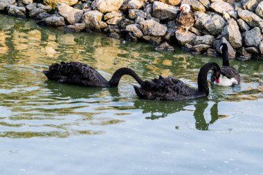 Beyaz kuğular veya siyah kuğular olan göl Dumbrava ortodoks manastırı