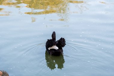 Beyaz kuğular veya siyah kuğular olan göl Dumbrava ortodoks manastırı