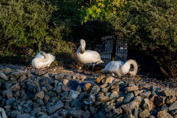Lake with white swans or black swans Dumbrava  ortodox monastery