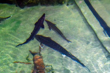 Suda yüzen güzel bir balık..