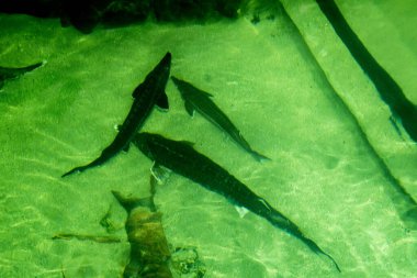 yeşil balıklar su altında yüzer