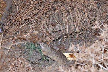Ormandaki şirin bir sincabın yakın plan fotoğrafı.