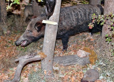 Büyük siyah beyaz domuzlu büyük bir domuz kütüğün üzerinde duruyor.