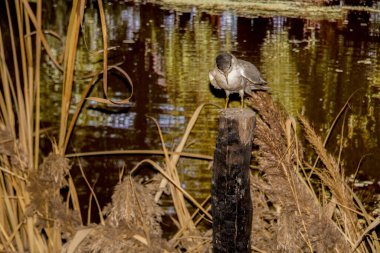 Siyah başlı balıkçıl, göldeki kuş.