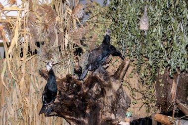 Çiftlikteki bir kuş