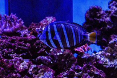 Akvaryumdaki renkli balıklar