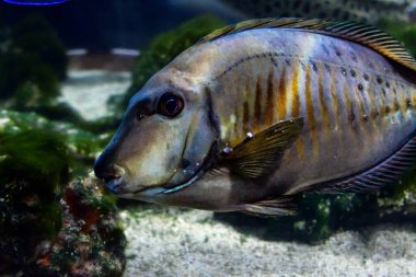 Akvaryumdaki balıklar