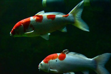 Akvaryumdaki balıklar