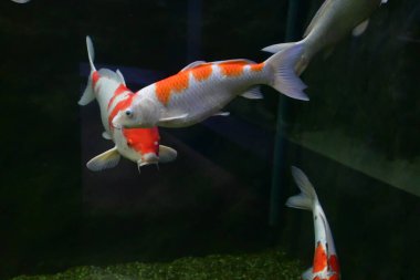 Havuzdaki güzel koi balığı