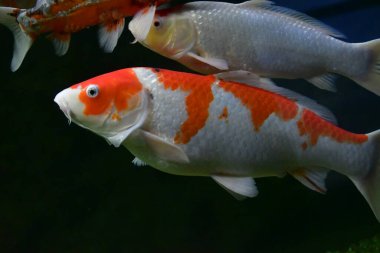 Kırmızı koi balığı gölette yüzüyor..