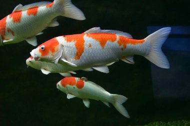 Akvaryumdaki balıklar