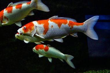 Akvaryumdaki güzel koi balığı