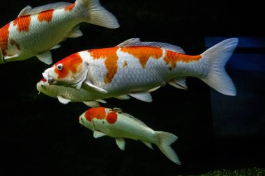 Akvaryumdaki kırmızı balık