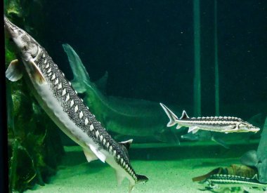 Denizde su altında yaşam