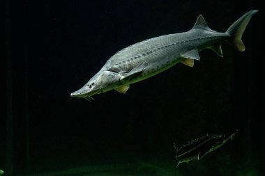 Akvaryumdaki köpekbalığı