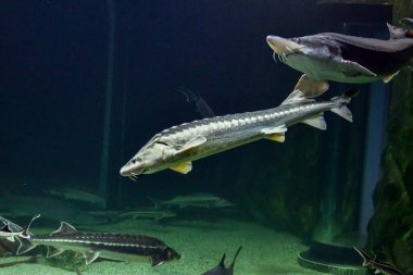Akvaryumdaki güzel bir balık manzarası.
