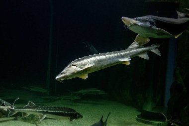 Deniz yaşamının sualtı yaşamı, akvaryumdaki balıklar.