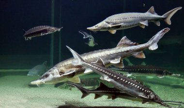 Akvaryumdaki balıklar