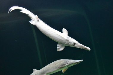 Akvaryumdaki balıklar