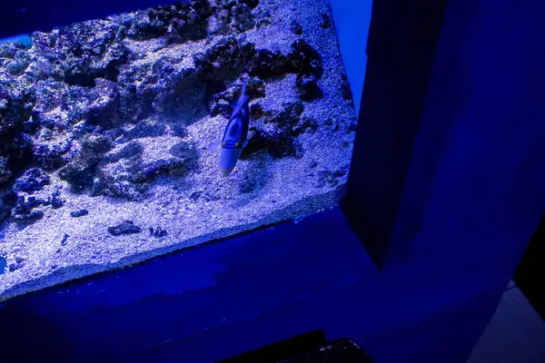 blue water tank under a microscope.
