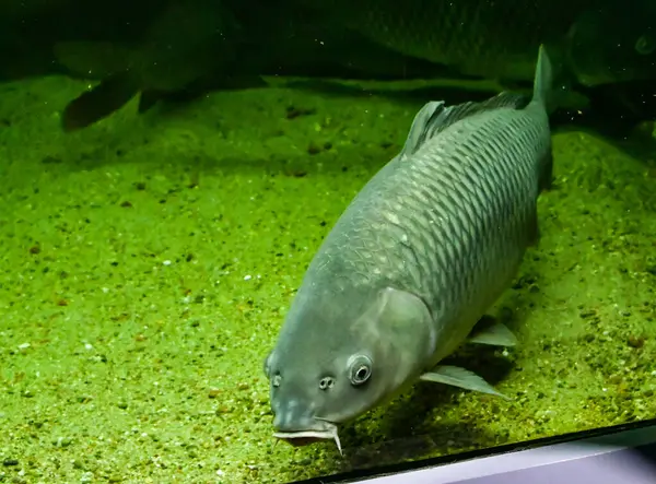 a closeup shot of a silver fish in the aquarium