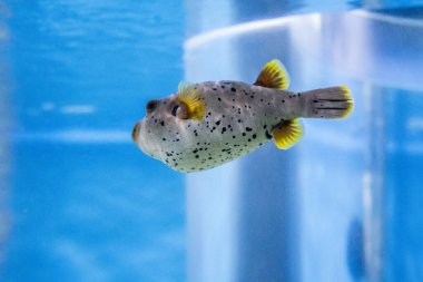 Akvaryumdaki güzel sarı balığın yakın plan fotoğrafı.