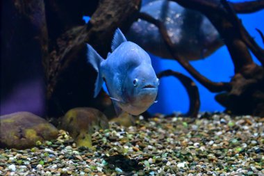 Akvaryumdaki balıklar