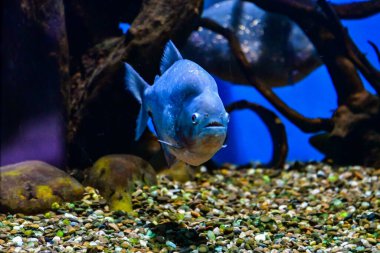 Akvaryumdaki bir balığın yakın plan fotoğrafı.