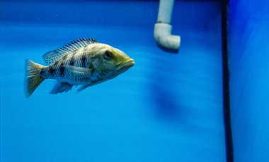 Akvaryumdaki güzel balıklar