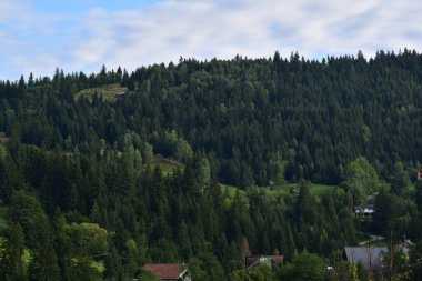 Ormanın güzel manzarası
