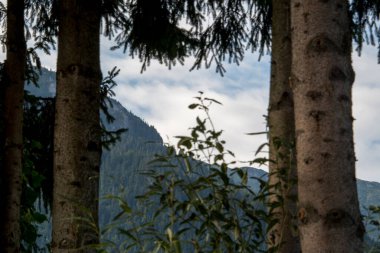 Alp dağlarındaki ormandaki ağaç dalları