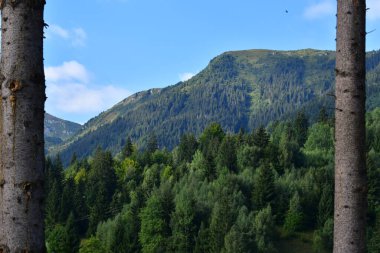 Dağlardaki güzel orman