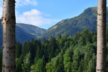 Güneşli bir günde ormanlı bir dağ manzarası.