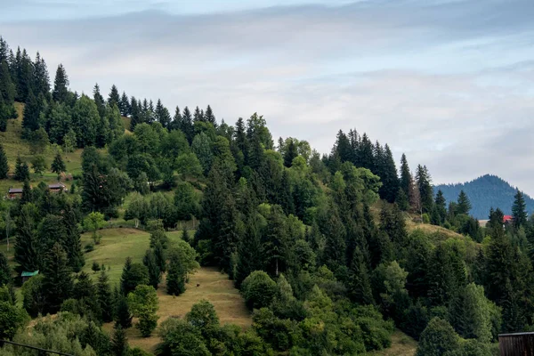 Dağlardaki dağ ormanları