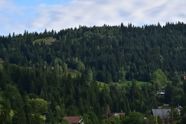 Ormanın güzel manzarası