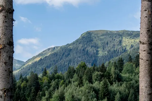 Karpatya dağlarındaki tahta bir dağın dikey görüntüsü.