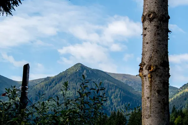 Dağlarda ağaç gövdesi