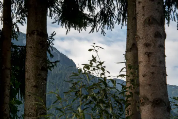 Alp dağlarındaki ormandaki ağaç dalları